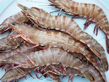 オーストタイガーえび
